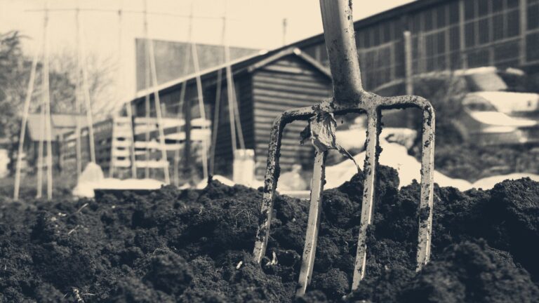 A garden fork stands planted in dark allotment soil before a wooden shed and bean canes.